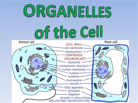 Ppt Cell Structure And Function Powerpoint Presentation Free 002