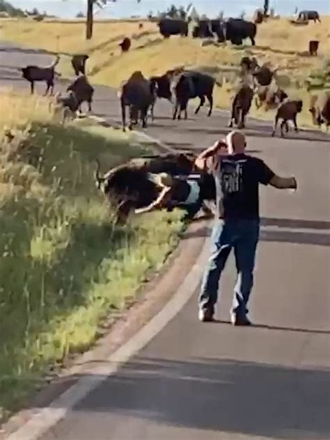 Bison Rips Off Womans Pants In Horrifying Attack Caught On Video