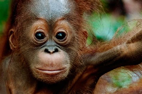 Check 'atasan' translations into english. Stop a billion-dollar gift to the palm oil industry ...