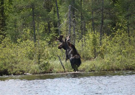 Moose Hunts In Northern Ontario Algoma Country