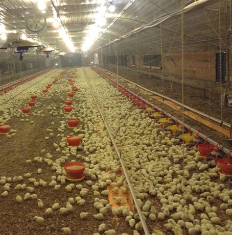 Broiler Poultry Housing Best Guide For Beginners