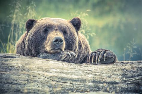 Brown Bear Resting On Tree Log · Free Stock Photo
