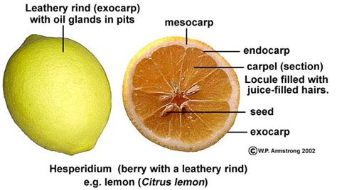 Fruit Terminology Part 4 Plant Lessons Mulberry Fruit Biology Plants
