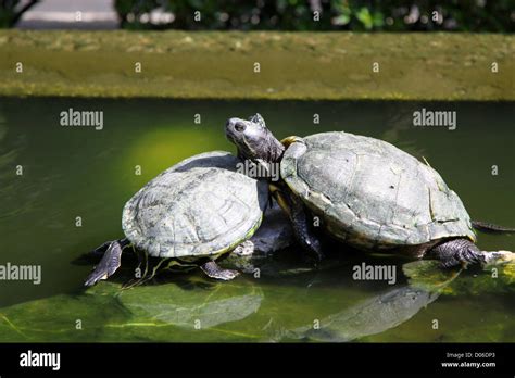 Turtles On The Rocks Stock Photo Alamy