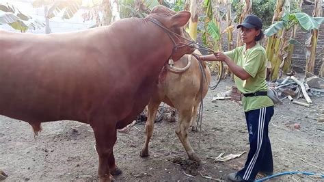 Bull And Cow Mating Crazy Farm Series In Profesional Youtube