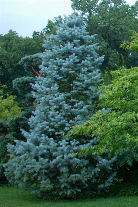 Judys Cottage Garden A Good Backyard Landscaping Idea Blue Tree
