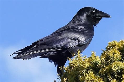 Differentiating Ravens And Crows · Inaturalist Australia