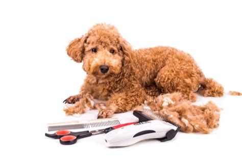 Best Dog Grooming Clippers For Home Use Petguide