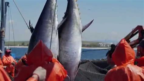 La Almadraba La Pesca Tradicional Del Atún Rojo Youtube