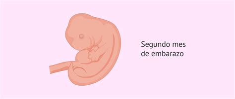 Etapas De Gestación Del Embarazo Mind Map