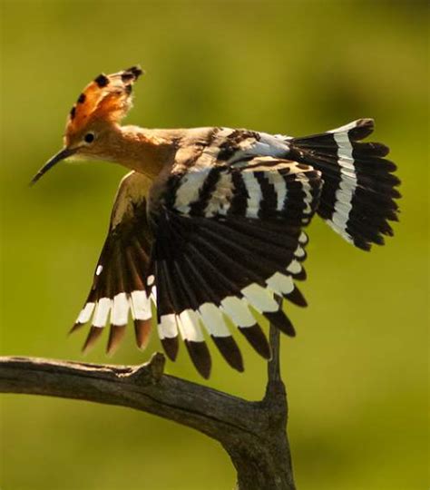 Common Hoopoe Birds Of India Bird World