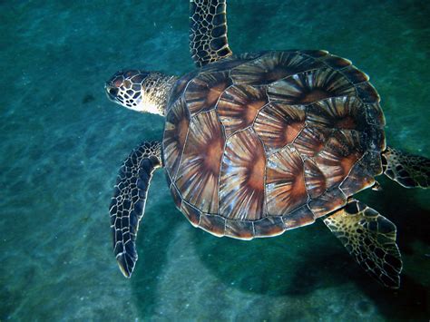 Hawksbill Sea Turtle Shell Pattern