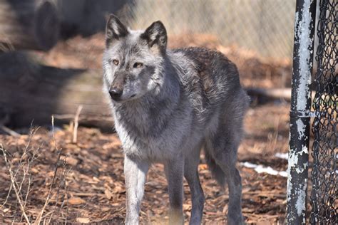 Gray Wolf Seneca Park Zoo