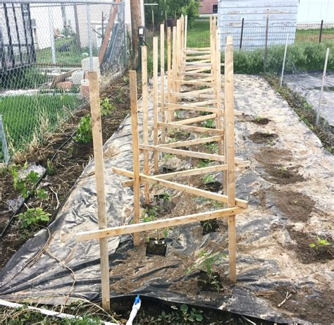 Build Wooden Tomato Cage