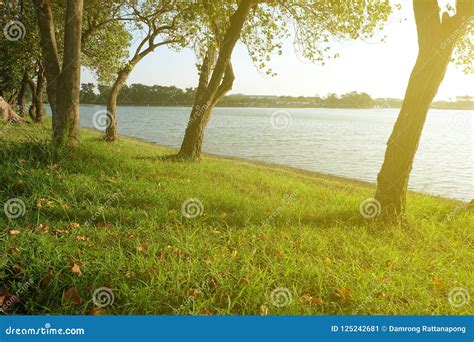 Green Grass And Trees At The Lake Side Stock Image Image Of Lakeside