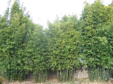 Clumping Bamboo Landscape Privacy Screen And Decoration Ideas