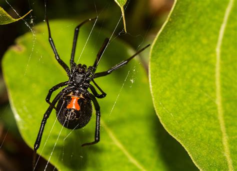 A black widow is a shiny black spider. Bolivian Boys Provoke Black Widow Spider to Bite Them to ...