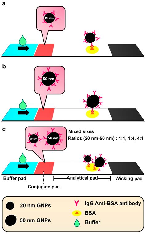 Biosensors Free Full Text Comparison Of Single And Mixed Sized