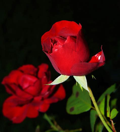 10000 Best Roses Photos · 100 Free Download · Pexels Stock Photos
