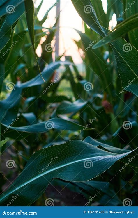 Unripe Green Corn In The Garden Corn Stalks Flowers And Leaves Stock