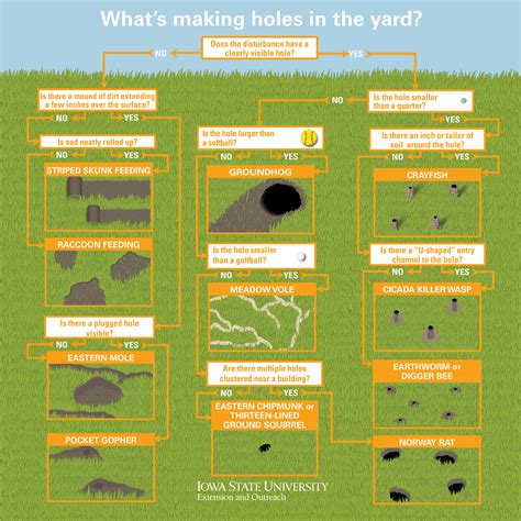 How To Get Rid Of Rat Holes In Yard Yard And Garden