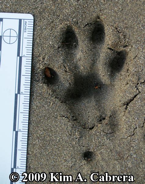 Somebody should have yanked him out of the seat. Animal Tracks - Bobcat Track Photos (Felis rufus or Lynx rufus) Page 5