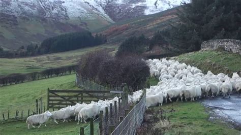 3 Sheep In The Scottish Highlands Br