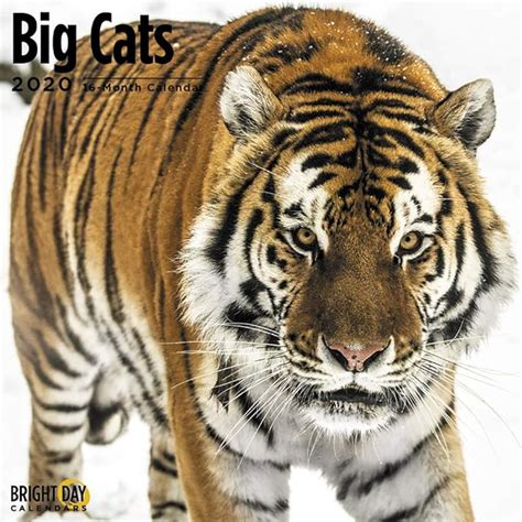 2020 Big Cats Wall Calendars By Bright Day Calendars 16 Month Wall