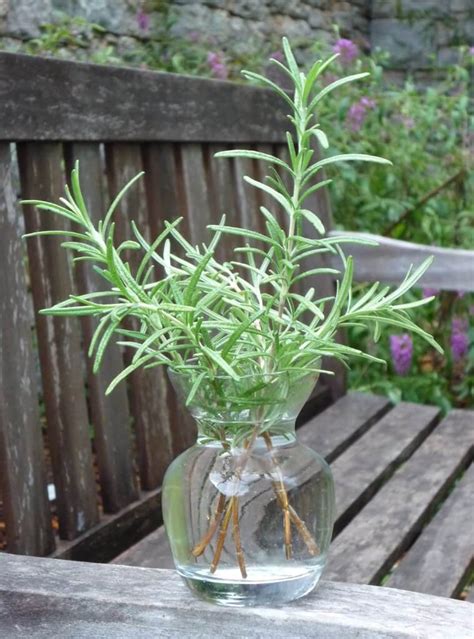 The Best Hydroponic Plants To Grow In Your Indoor Garden