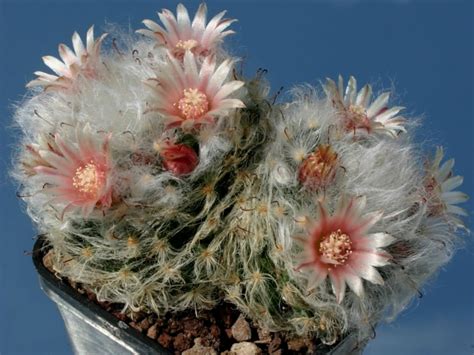 Migliaia di nuove immagini di alta qualità aggiunte ogni giorno. Mammillaria bocasana 'Multilanata' (Powder Puff Cactus ...