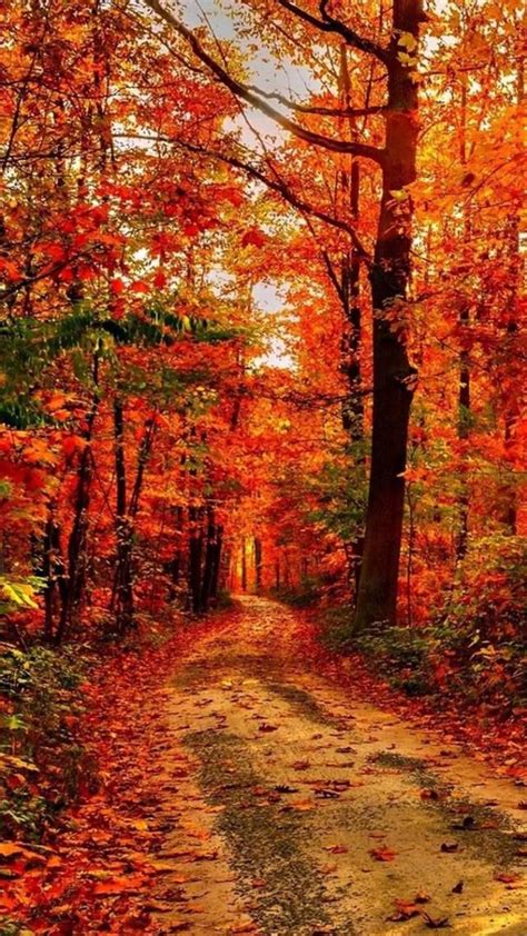 2978 Best Autumn Love Images On Pinterest Autumn Leaves Autumn Fall