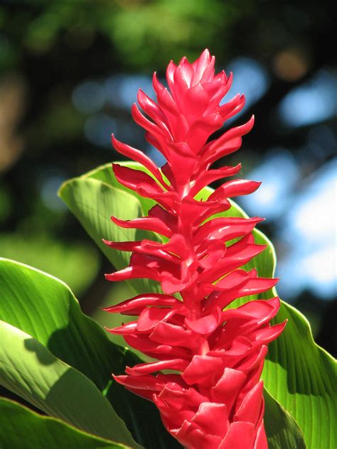 Red Hawaiian Flower Taken During The Walk To The Waimea Fa Flickr