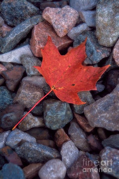 Autumn Maple Leaf On Stones Photograph By Henry Kowalski Fine Art America
