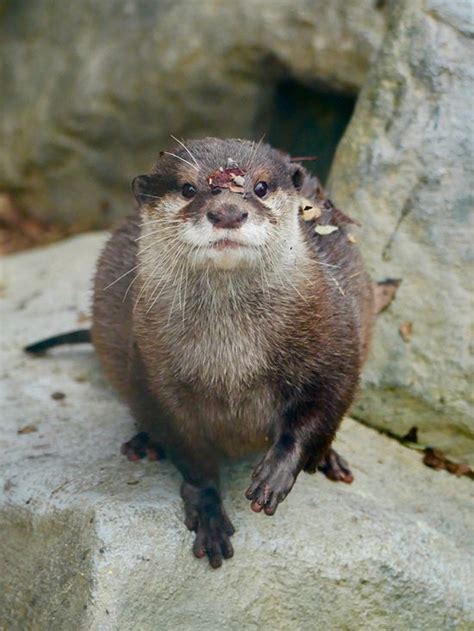 Hey Otter You Have A Oh Never Mind April 1 2019 Otters Cute