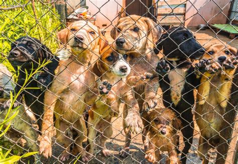Dogs In A Shelter For Homeless Animals Stock Image Image Of Friend