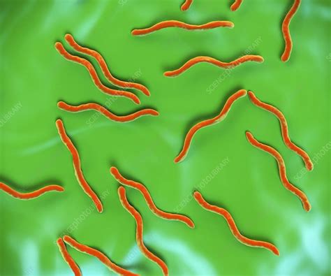 Lyme Disease Bacteria Artwork Stock Image F0095206 Science