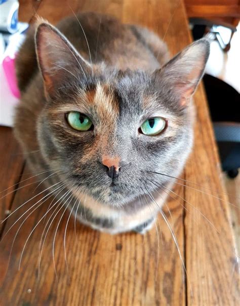 Beautiful Dilute Tortie Pretty Cats Cute Cats And Kittens Cute Cats
