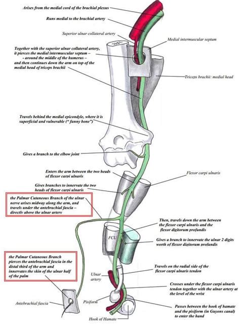 Instant Anatomy Upper Limb Nerves Nerve Lesions Ulnar Nerve Porn Sex