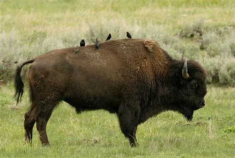 Free Image On Pixabay Bison Buffalo Birds Perched Livestock Fence