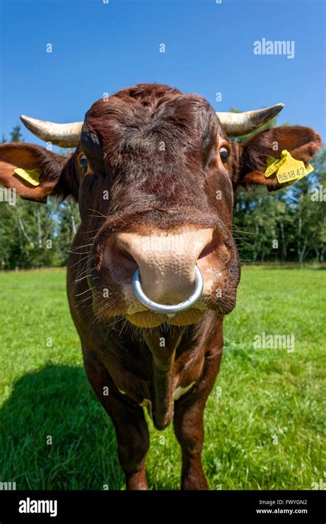 Brown And White Spotted Bull With Nose Ring In The Pasture Bull