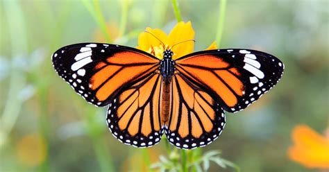 Mariposa Monarca La Encantadora Criatura Que Une A América Del Norte