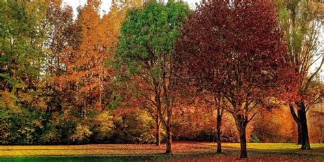 Most Common Trees In Virginia Gandv Tree Service