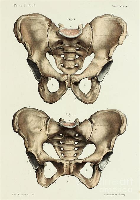 Pelvis Anatomy Posterior View