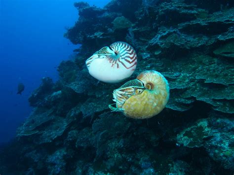 Marine Biologists Spot Rare Crusty Nautilus For First Time