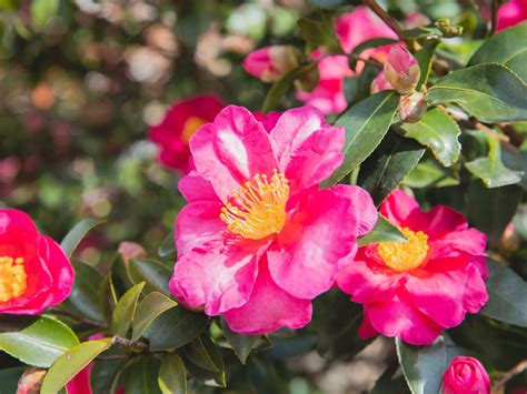 Camellia Flowers Growing In Garden · Free Stock Photo