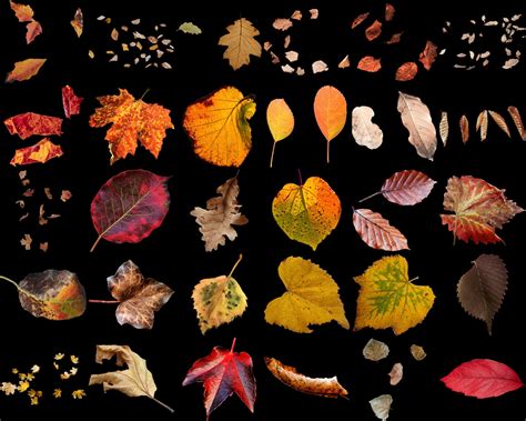 30 Arc Autumn Leaves Falling Leaves Photoshop Overlays Etsy