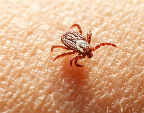 American Dog Tick What Any Virginian Should Know
