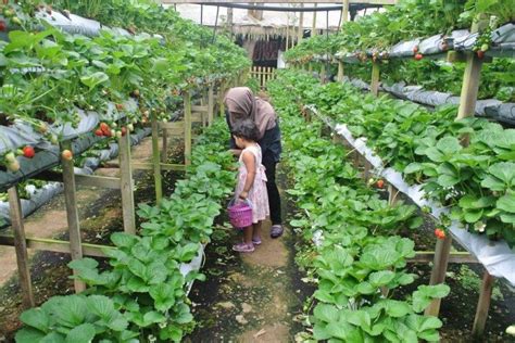 Genting strawberry farm is situated next to genting sport center complex. genting-strawberry-leisure-farm-3 | eXplorasa