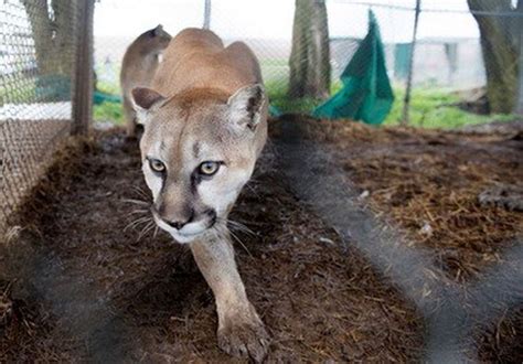Reported Cougar Sightings Lake Oswego Police Plan Alcohol Sting Clackamas County News