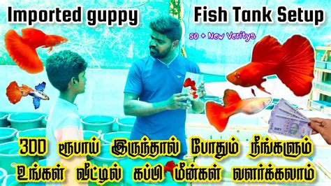 Imported Guppy Fish Breeding Setup In Tamil Complete Setup Just 300